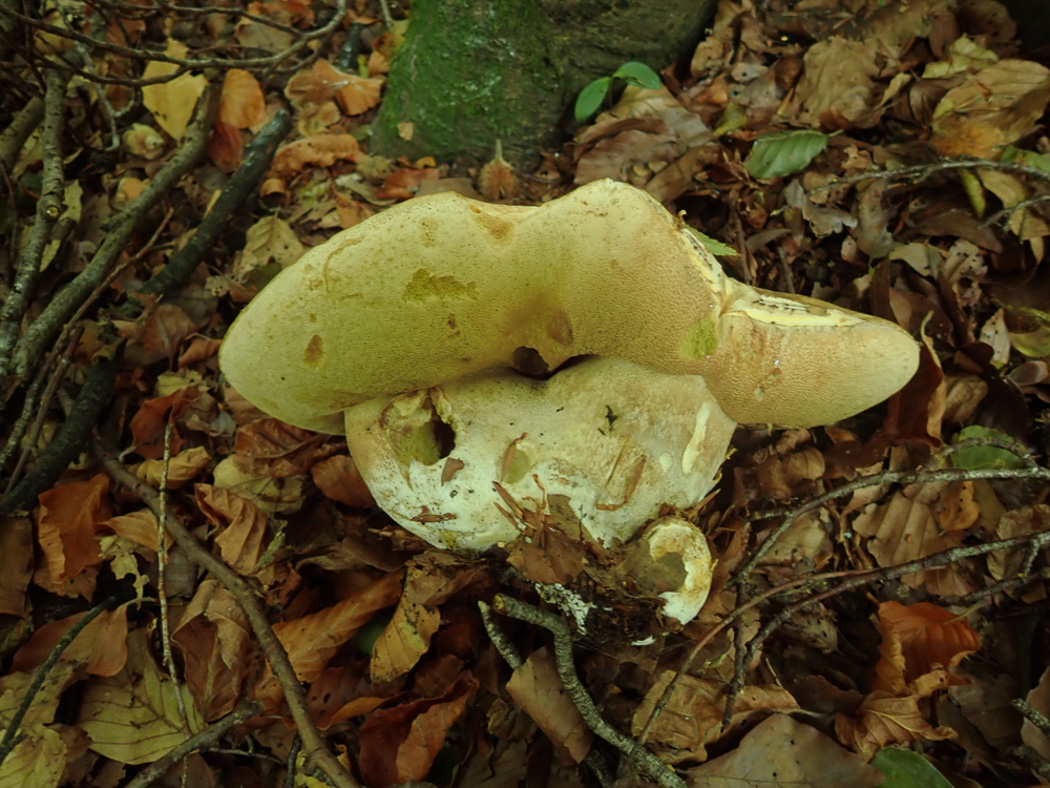 Photo © Penny Cullington Boletus reticulatus by Penny Cullington
